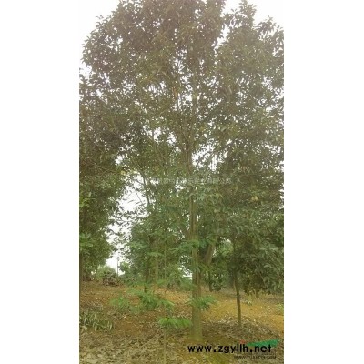 供應金錢松精品苗移植苗14-16cm2018