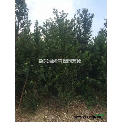 精品紫鵑地栽小毛球  冠副25至40厘米
