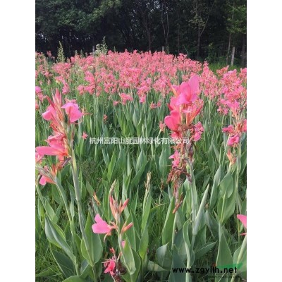 浙江省杭州市富陽區(qū)供應(yīng)月季