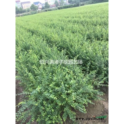 精品紅白玉蘭小苗 地徑1至3公分 桿直