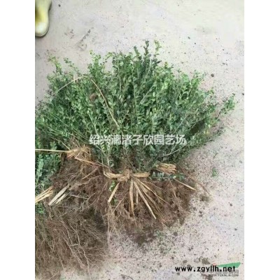 大量大葉黃楊小苗 兩年苗 桿子粗壯 高度35至50厘米