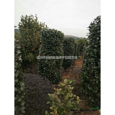 精品大葉黃楊球 冠副80cm到2m