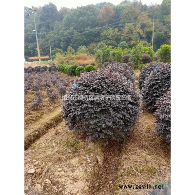精品紅葉李 地徑3至8公分