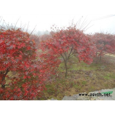 浙江羽毛楓*新價格/浙江羽毛楓精品供應