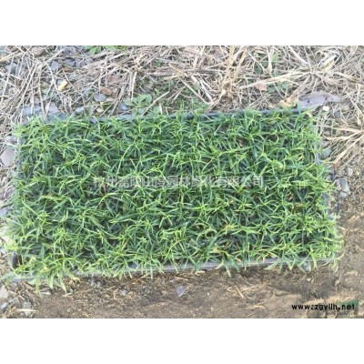 富陽地區供應歐洲石竹草坪