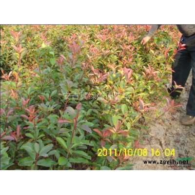 紅葉石楠綠籬苗