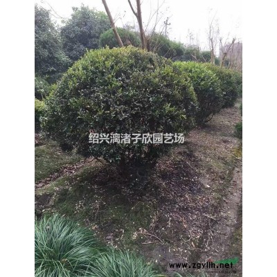 柚子 文旦柚果樹苗 大苗 小苗