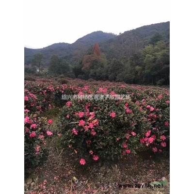 精品紅花繼木球 冠副1.8米-2米