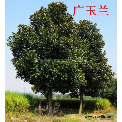 出售，3公分日本紅楓1500棵，還有另外苗木很多