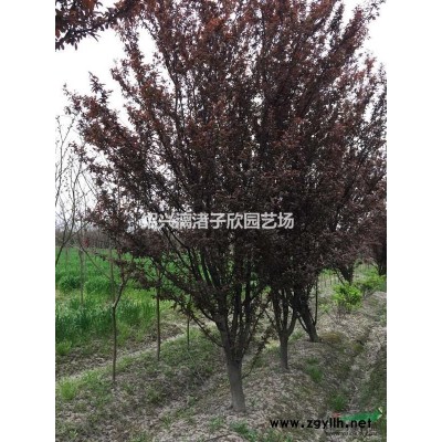 精品優(yōu)美造型龍柏