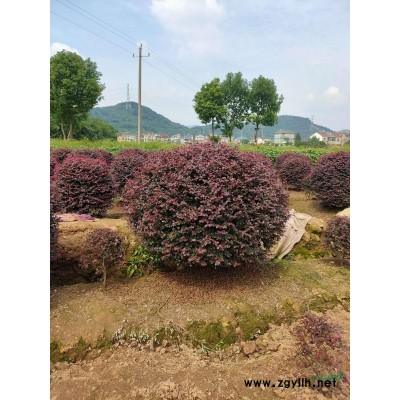 大量精品紫薇 地徑2到12公分