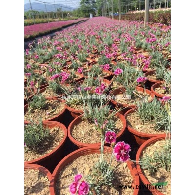 富陽地區(qū)供應(yīng)大量歐月