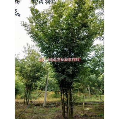 長興瑞盛苗木專業(yè)合作社，優(yōu)惠專供多枝樸樹，多枝烏桕，多枝紫薇