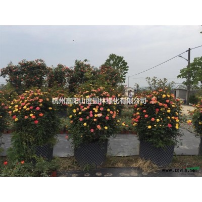富陽供應(yīng)藤本月季安吉拉