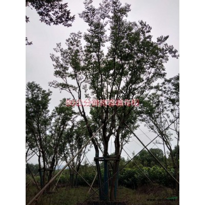 長興瑞盛苗木專業(yè)合作社長年優(yōu)惠專供異形苗木