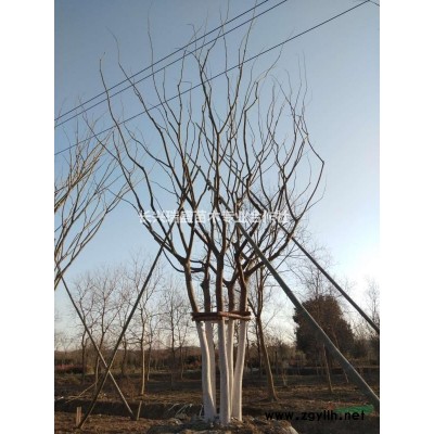 45公分一95公分拼種叢生樸樹，樹美價(jià)廉，歡迎選購。