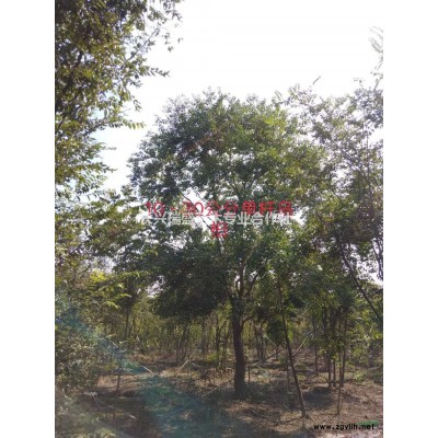 浙江長興35-90公分叢生容器烏桕價(jià)格優(yōu)惠