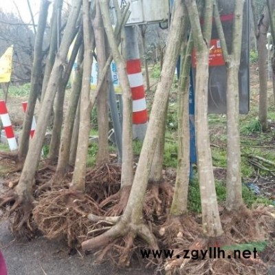 紅楓10公分 8公分價(jià)格行情（苗農(nóng)）