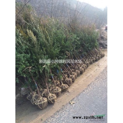 苦丁茶12公分苦丁茶10公分價(jià)格 8公分處理