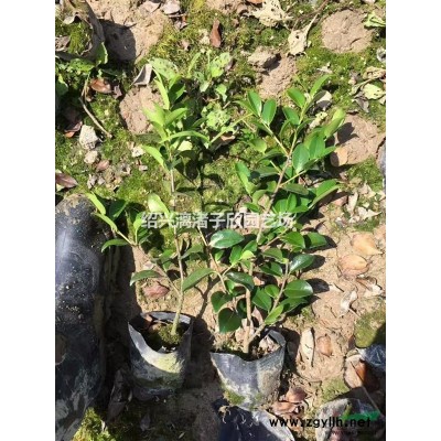 八角金盤地栽小苗 高度20厘米至1.2米