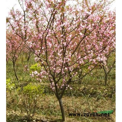 落羽杉2行情報價\落羽杉2圖片展示