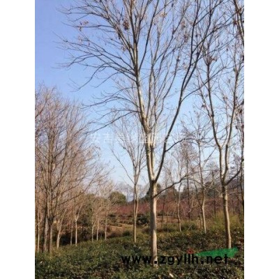 無患子，無患子價格，浙江無患子，2013*新無患子價格