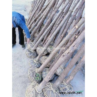 大量茶苗 黃金芽 烏牛早 西湖龍井43 浙農(nóng)117 白茶等茶