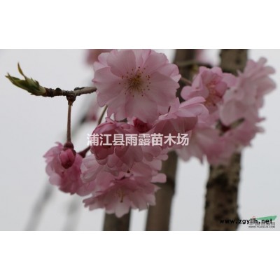 浙江地區(qū)供應(yīng)火焰紅葉石楠球