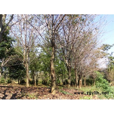 浙江櫻花*新報(bào)價(jià)/櫻花圖片