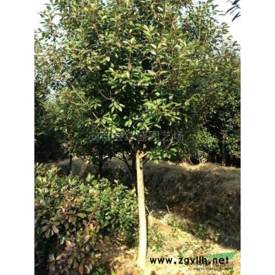 紅葉石楠球行情報價\紅葉石楠球圖片展示