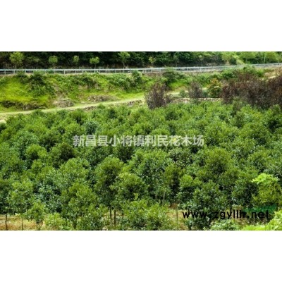 紅梅 （骨里紅）梅花1/2/3/4/5/6公分