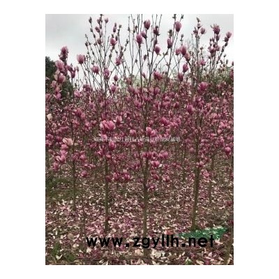 苦丁茶 大葉冬青苗木 大葉冬青苦丁茶價(jià)格行情 苦丁茶樹苗