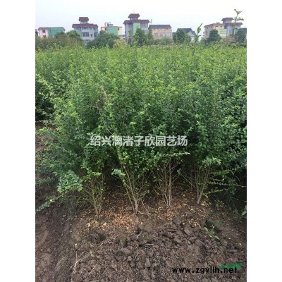 紅花繼木小杯苗  高度30厘米左右