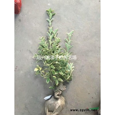 精品高桿小茶花