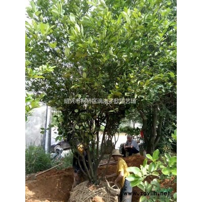 精品無(wú)刺枸骨地栽小毛球 冠副30-50厘米