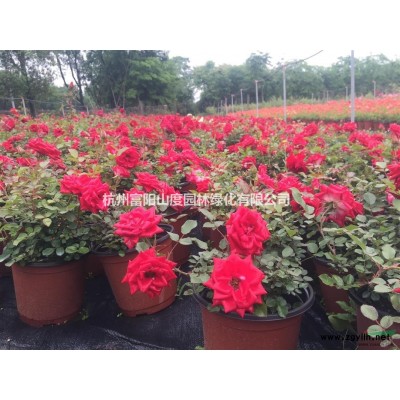 杭州富陽地區(qū)供應(yīng)數(shù)樁月季