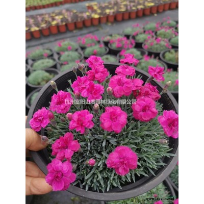 富陽地區供應大量歐洲羽毛楓