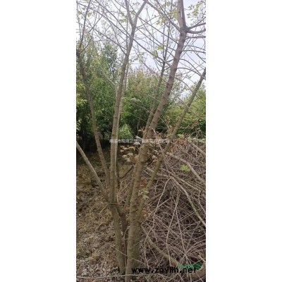 雞爪槭 浙江慈溪