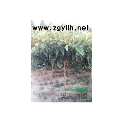 叢生元寶楓 浙江慈溪