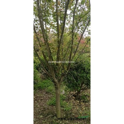 浙江地區供應元寶楓