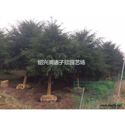 桔子 品種，美國糖橘，丑八怪，沃柑果樹苗 大苗 小苗