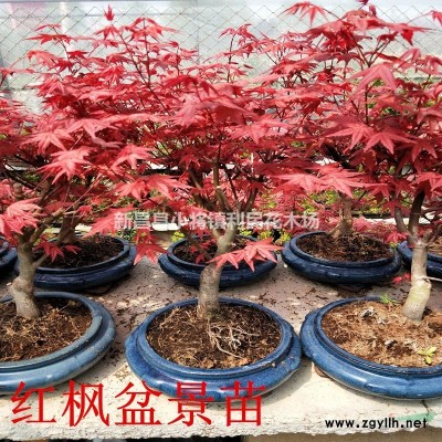 苦丁茶 大葉冬青苦丁茶苗