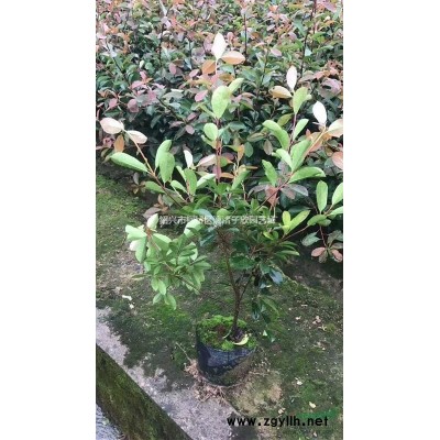 精品大葉女貞 胸徑1公分至4公分 桿子直