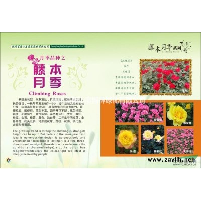 富陽供應意大利絡石屏