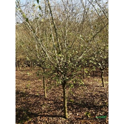 供應(yīng)垂絲海棠