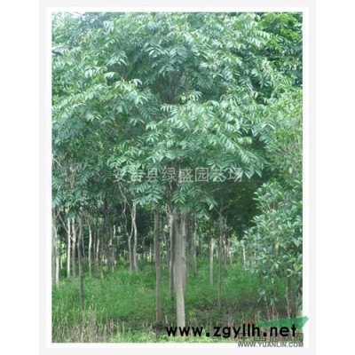 2014年*新三角楓，三角楓價格，供應三角楓，浙江三角楓