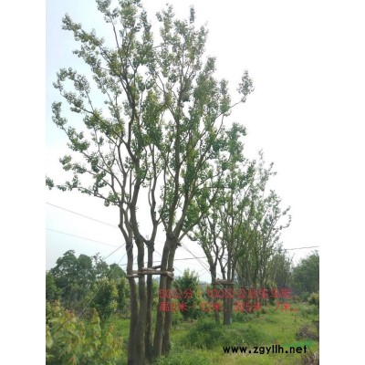 長興瑞盛苗木專業(yè)合作社專供叢生烏桕，叢生樸樹，多枝櫸樹多枝紫