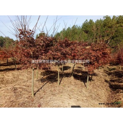 供應江南油杉精品苗D12-20cm