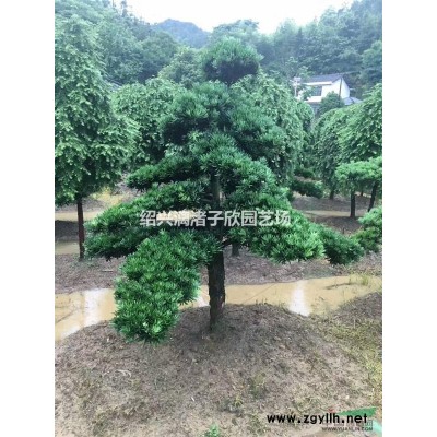 精品垂枝紅梅
