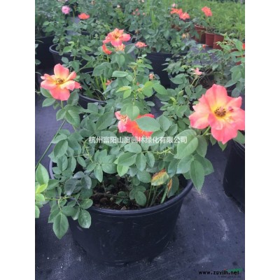 富陽供應(yīng)大花月季梅郎口紅